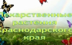 «Лекарственные растения Краснодарского края»