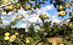 «Яблочный спас»