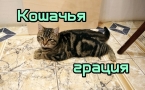 «Кошачья грация»
